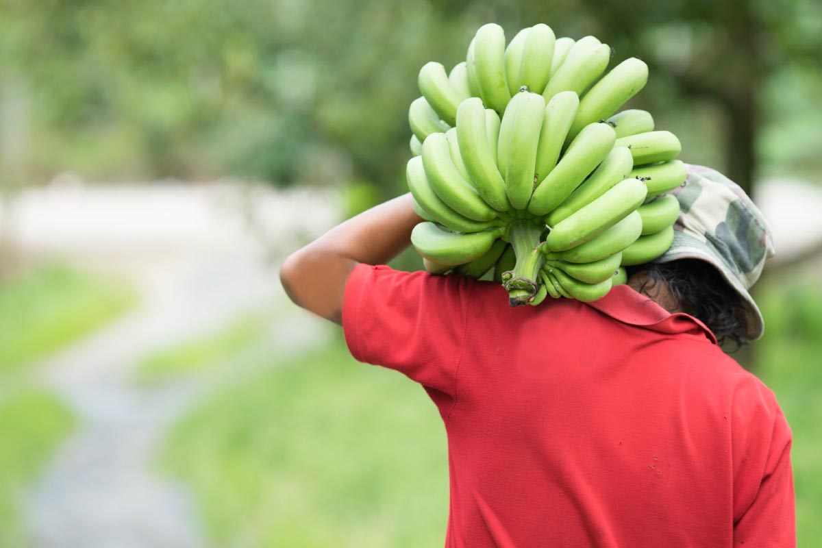 Alihan Fruits | İç ve Dış Tic. Ltd. Şti.